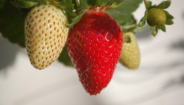 strawberries-700x400