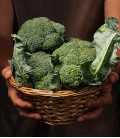 Broccoli "Ramoso Calabrese", Minigarden Organic Seeds