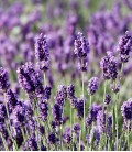 Lavender, Minigarden Seeds